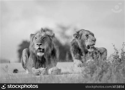 Two young male Lion brothers in black and white in the Kruger National Park, South Africa.