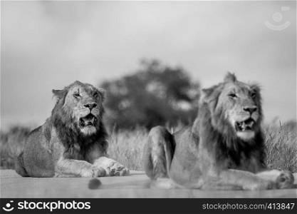 Two young male Lion brothers in black and white in the Kruger National Park, South Africa.