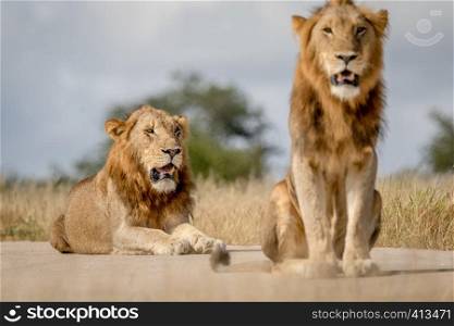 Two young male Lion brothers in the Kruger National Park, South Africa.