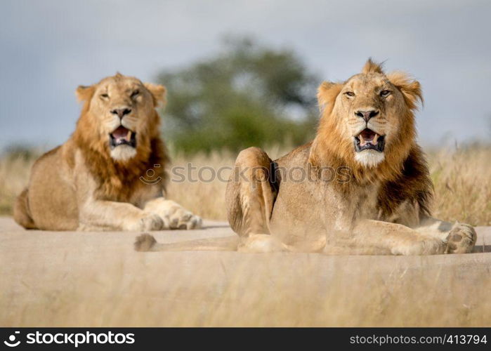 Two young male Lion brothers in the Kruger National Park, South Africa.