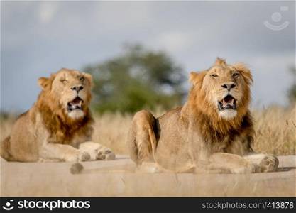 Two young male Lion brothers in the Kruger National Park, South Africa.