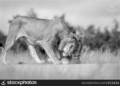Two young male Lions bonding in black and white in the Kruger National Park, South Africa.