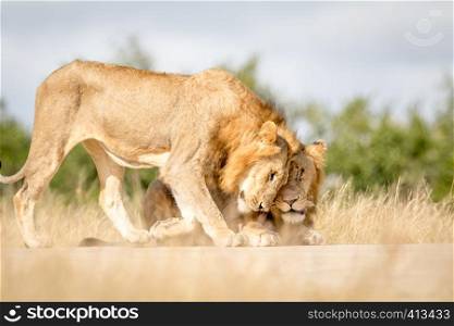 Two young male Lions bonding in the Kruger National Park, South Africa.