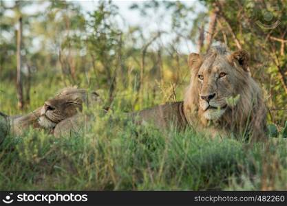 Two young male Lions sleeping in the grass in the Kruger National Park, South Africa.