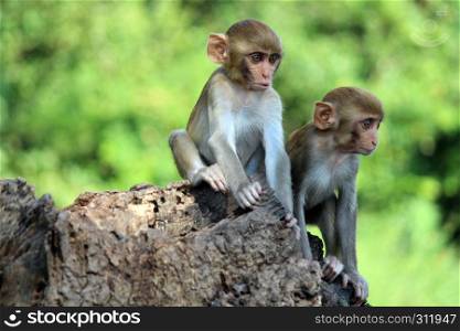 Two young Monkeys sitting on rock, Macaca mulatta-sp, Hyderabad, Telangana, India.. Two young Monkeys sitting on rock, Macaca mulatta-sp, Hyderabad, Telangana, India