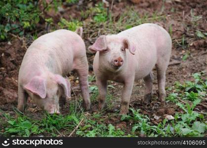 Two young pigs
