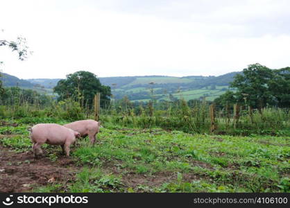 Two young pigs on a small holding
