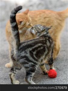 two young red and striped cat standing opposite each other on the street in the afternoon, selective focus 