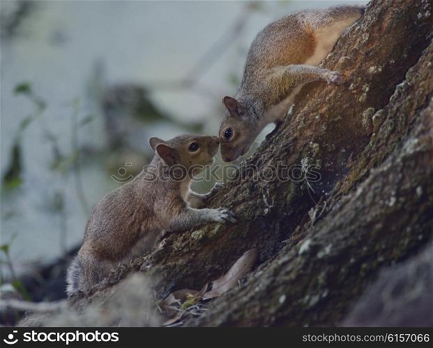 Two Young Squirrels on the Tree