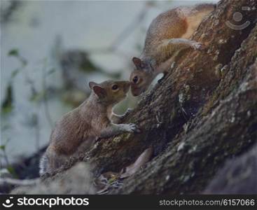 Two Young Squirrels on the Tree