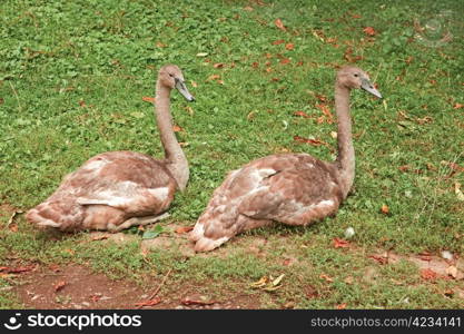 Two young swans sitting on green grass when changing plumage in autumn season