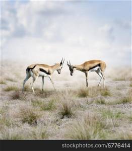 Two Young Thomson&rsquo;s Gazelles Fighting