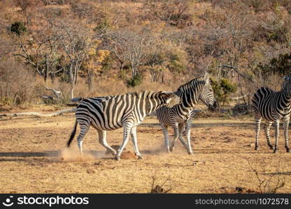 Two Zebras fighting on a plain in the Welgevonden game reserve, South Africa.