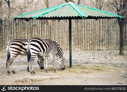 Two zebras grazing in the grass