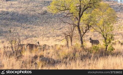 Two zebras on the lookout for predators in the dry savannah lands of Pilanesberg National Park, South Africa