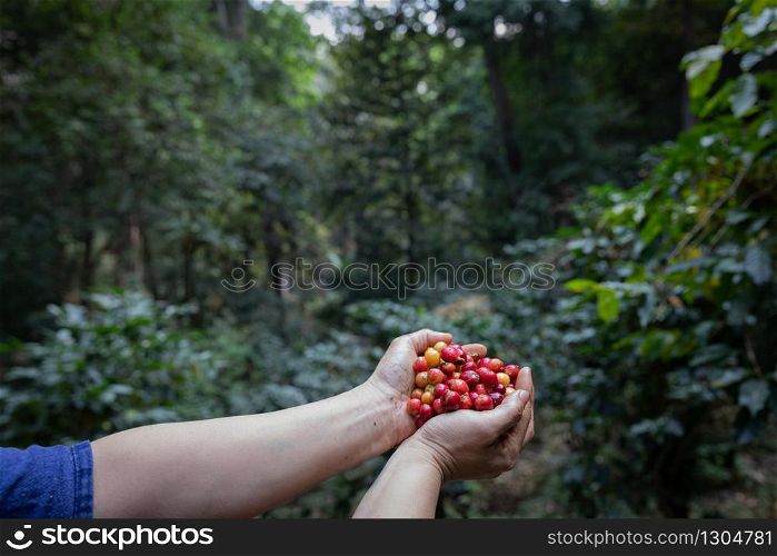 Typica red berries kind of coffee bean on agriculturist hands by planting mixed substances with forests and source of organic coffee,industry agriculture in the North of thailand.