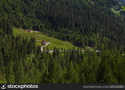 Typical alpine woods of the Italian mountains