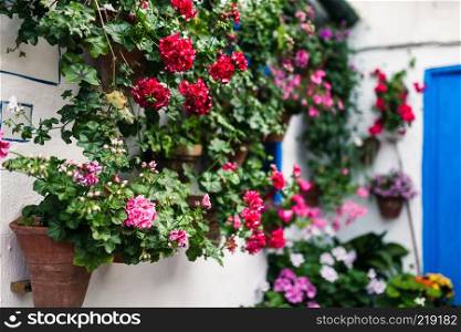 Typical andalusian courtyard in Cordoba, Andalusia Spain with a lot of plants