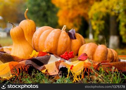 Typical autumn thanksgiving still life with checkered plaid, pumpkins, red berries and yellow leaves. Autumn thanksgiving still life with pumpkins