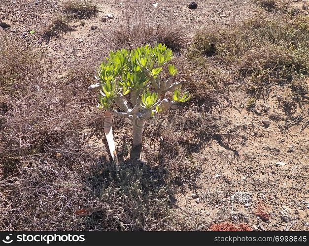 Typical desert vegetation. Photo of green plant on desert, Lanzarote, Canarian islands.. Green plant on desert.
