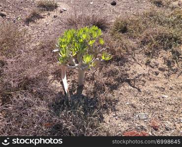 Typical desert vegetation. Photo of green plant on desert, Lanzarote, Canarian islands.. Green plant on desert.