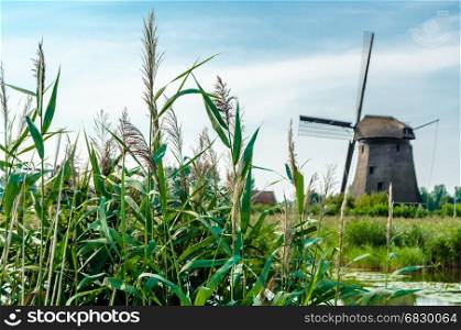 Typical Dutch landscape