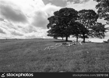 Typical english landscape in monochrome.