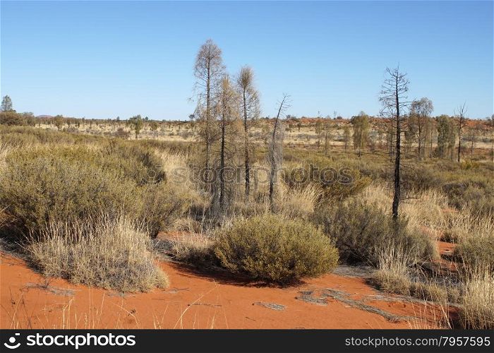 Typical flora of the outback of Australia