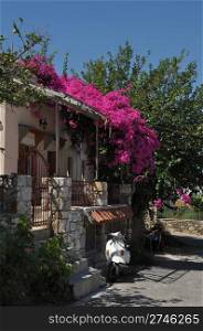 typical greek house with bougainvillea flowers and scooter