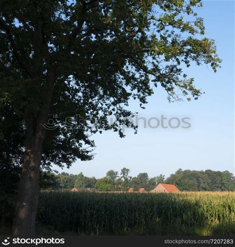 typical red brick farm and rural landscape with corn field in the south of lower saxony