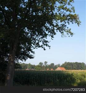 typical red brick farm and rural landscape with corn field in the south of lower saxony