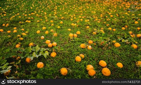 Typical styrian pumpkin field, Austria. Rural agriculure concept. Closup of pumpkins on a field . Agriculture background