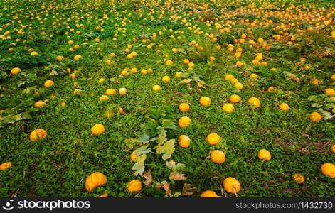 Typical styrian pumpkin field, Austria. Rural agriculure concept. Typical styrian pumpkin field, Austria