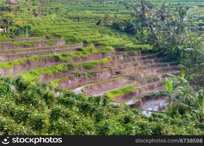 typical terrace rice fields of Bali, Indonesia