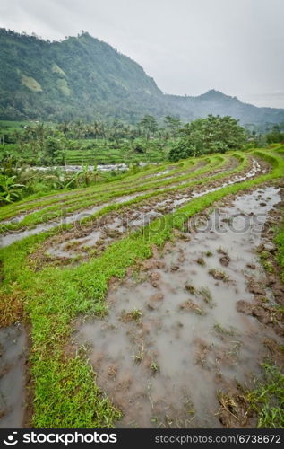 typical terrace rice fields of Bali, Indonesia