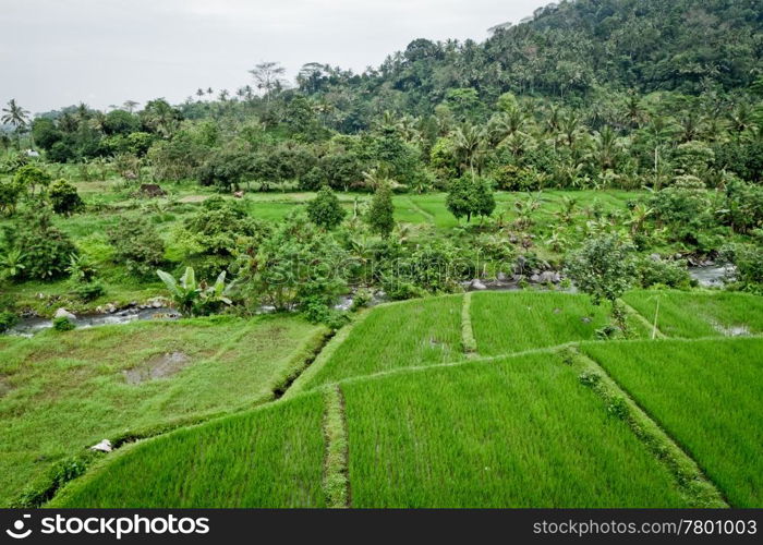 typical terrace rice fields of Bali, Indonesia