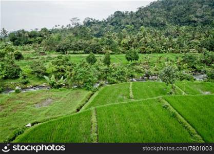 typical terrace rice fields of Bali, Indonesia