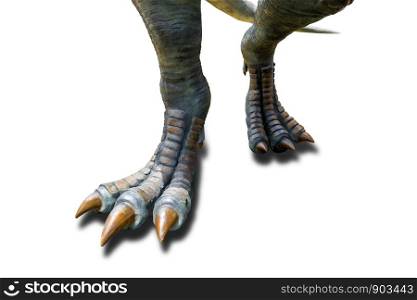 Tyrannosaurus ( T-rex ), Dinosaur feet walking of Tyrannosaurus ( T-rex ) on a white background.