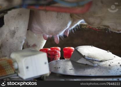 udder of cow ready to be molken by milking machine