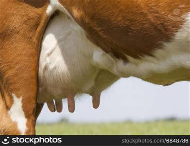 udder of red and white cow in green meadow in the netherlands