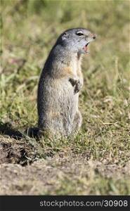Uinta ground squirrel calling in the grass