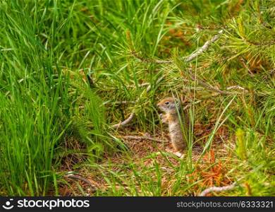 Uinta ground squirrel in Grand Teton National Park, Wyoming, USA