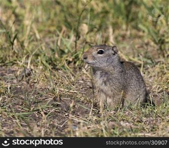 Uinta ground squirrel on grass near burrow in summer