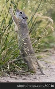 Uinta ground squirrel reaching or stretching for grass seeds