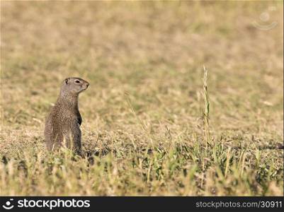 Uinta ground squirrel standing alone in grassy field