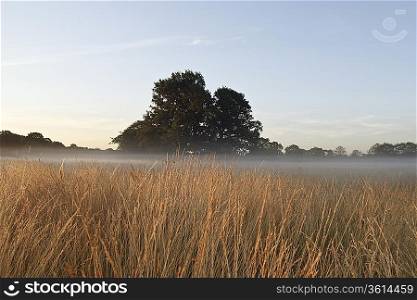 UK, Foggy field in winter