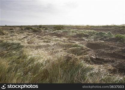 UK, Norfolk, field of grass