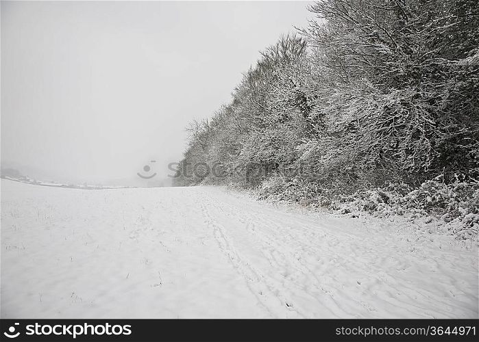 UK, snowy field and forest
