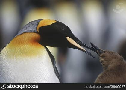 UK, South Georgia Island, King Penguin feeding chick, close up