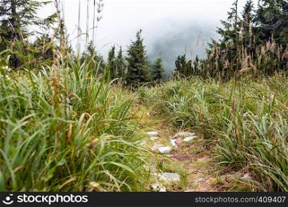 Ukrainian landscape. view of trail and mountains in Carpathians, Ukraine